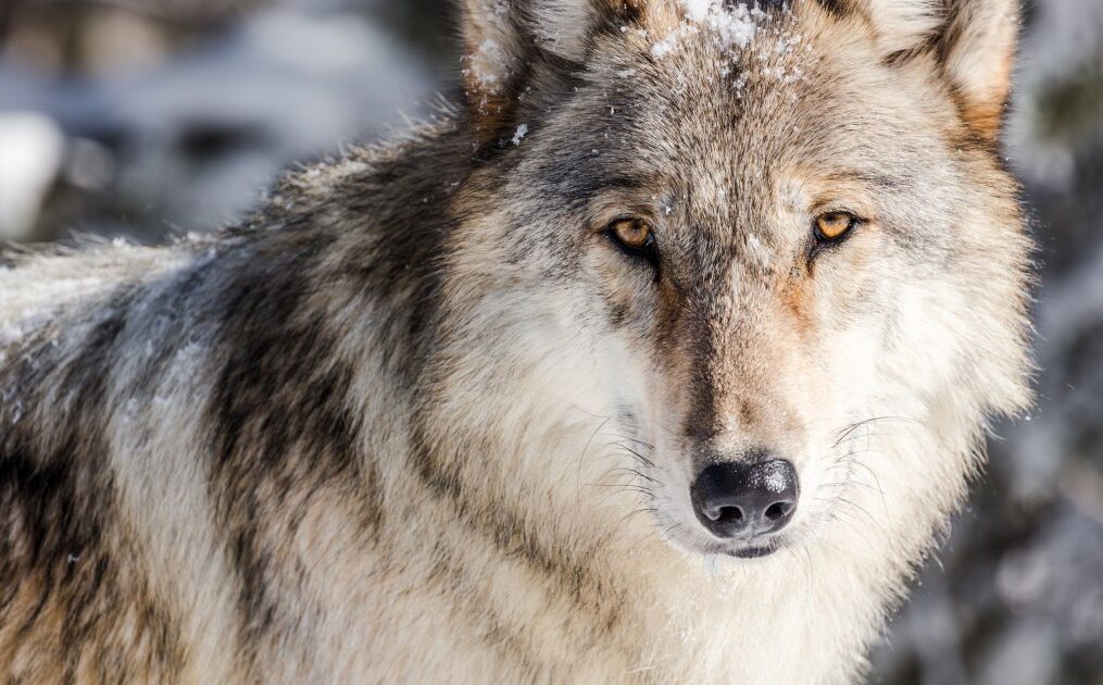 A wolf-colonized island gives new insights into predator and prey relationships