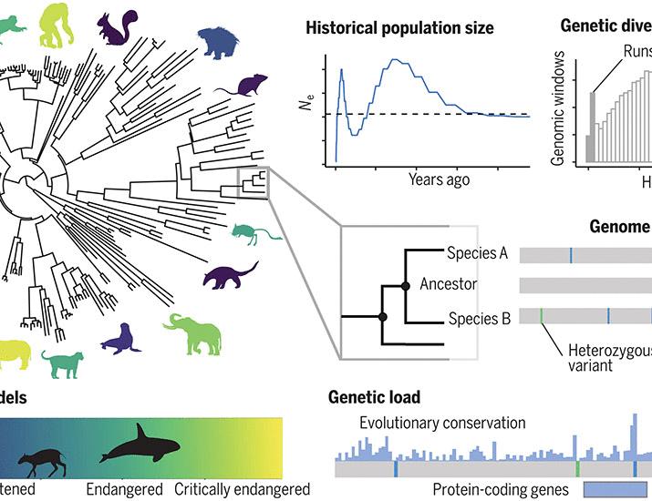 The contribution of historical processes to contemporary extinction risk in placental mammals | Science